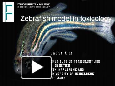 PPT – Zebrafish model in toxicology PowerPoint presentation | free to