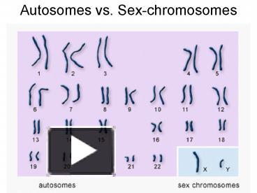 Autosomes vs. Sexchromosomes presentation | free to view