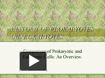 PPT – ANATOMY OF PROKARYOTES AND EUKARYOTES. PowerPoint presentation ...