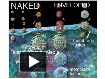 1' NAKED VIRUS TRANSLOCATION: particle crosses cell membrane intact cf