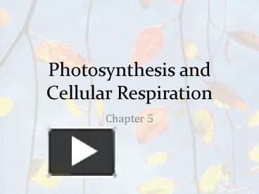 PPT – Photosynthesis and Cellular Respiration PowerPoint presentation ...