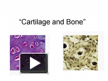 anatomy of cartilage ppt