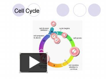 PPT Cell Cycle PowerPoint Presentation Free To View Id 427f69 MjQ0N