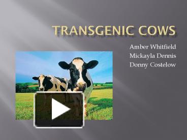 PPT – Transgenic Cows PowerPoint presentation | free to view - id:  45d76e-ZDMxZ