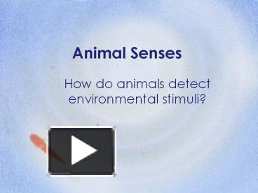Animal Senses presentation | free to download