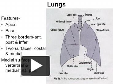 surface anatomy of lungs ppt