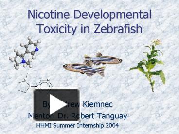 PPT – Nicotine Developmental Toxicity in Zebrafish PowerPoint