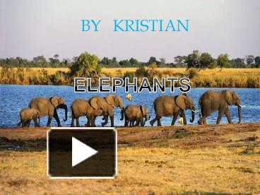 PPT – ELEPHANT PowerPoint presentation
