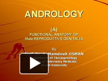 functional anatomy of male reproductive system ppt