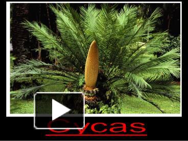PPT – Cycads PowerPoint presentation | free to view - id: 6a8710-MTU1N