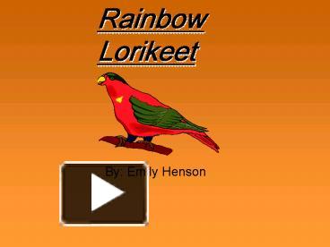 Rainbow bird image