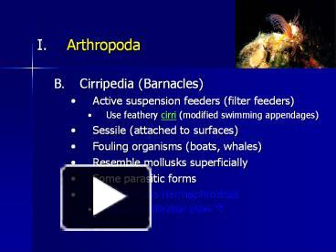 Ppt Arthropoda Powerpoint Presentation Free To Download Id