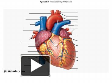 gross anatomy of heart slideshare