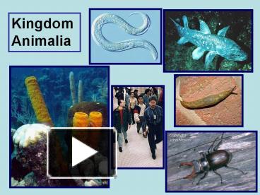 PPT – Kingdom Animalia PowerPoint presentation | free to ...