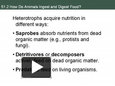 PPT –  How Do Animals Ingest and Digest Food? PowerPoint presentation |  free to download - id: 7d23ad-Y2UxY