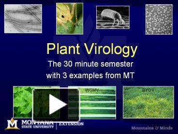 virus free plants ppt