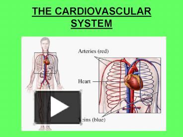 THE CARDIOVASCULAR SYSTEM presentation | free to view