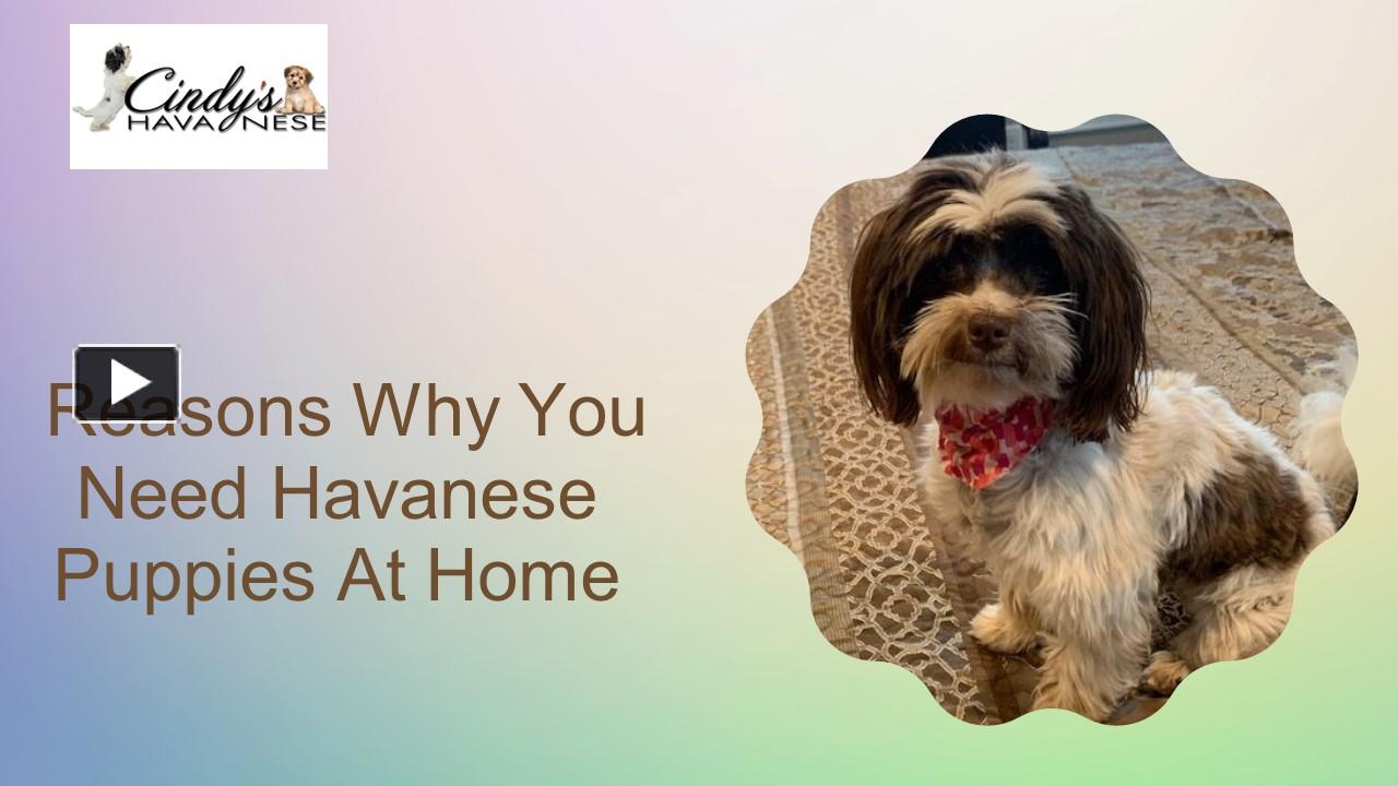 PPT Know About The Best Reasons For Havanese Puppies At Home PowerPoint presentation free to