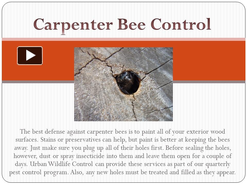 PPT Urban Wildlife Control Animal & bee Removal PowerPoint