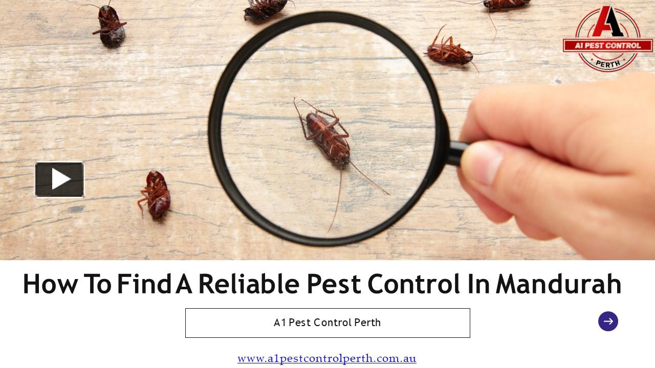 PPT How To Find A Reliable Pest Control In Mandurah PowerPoint