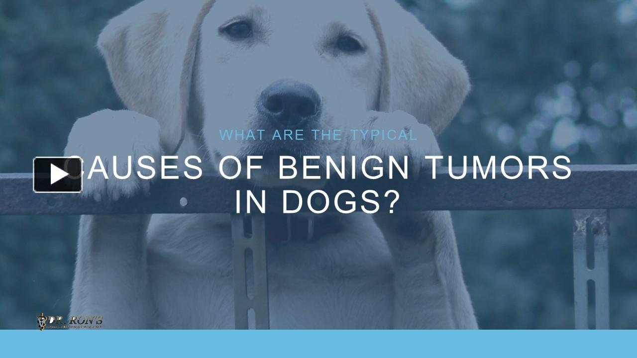 PPT What are the Typical Causes of Benign Tumors in Dogs PowerPoint