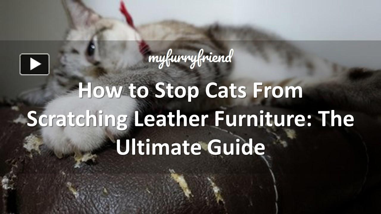 PPT How to Stop Cats From Scratching Leather Furniture The Ultimate