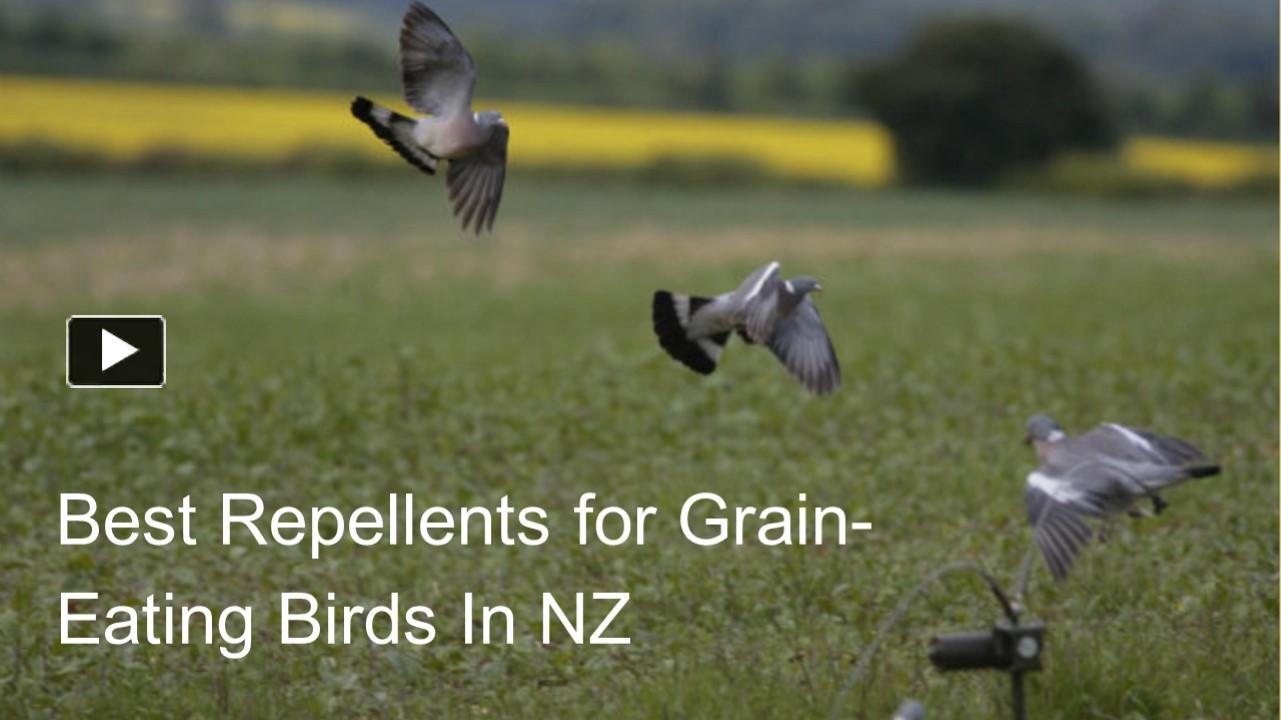 PPT Best Repellents for Grain Eating Birds in NZ PowerPoint