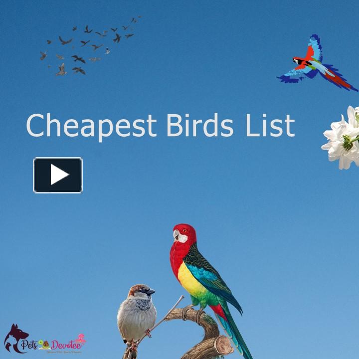 PPT List of Cheapest Birds PowerPoint presentation free to download