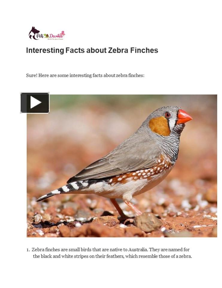 PPT – Interesting Facts about Zebra Finches PowerPoint presentation