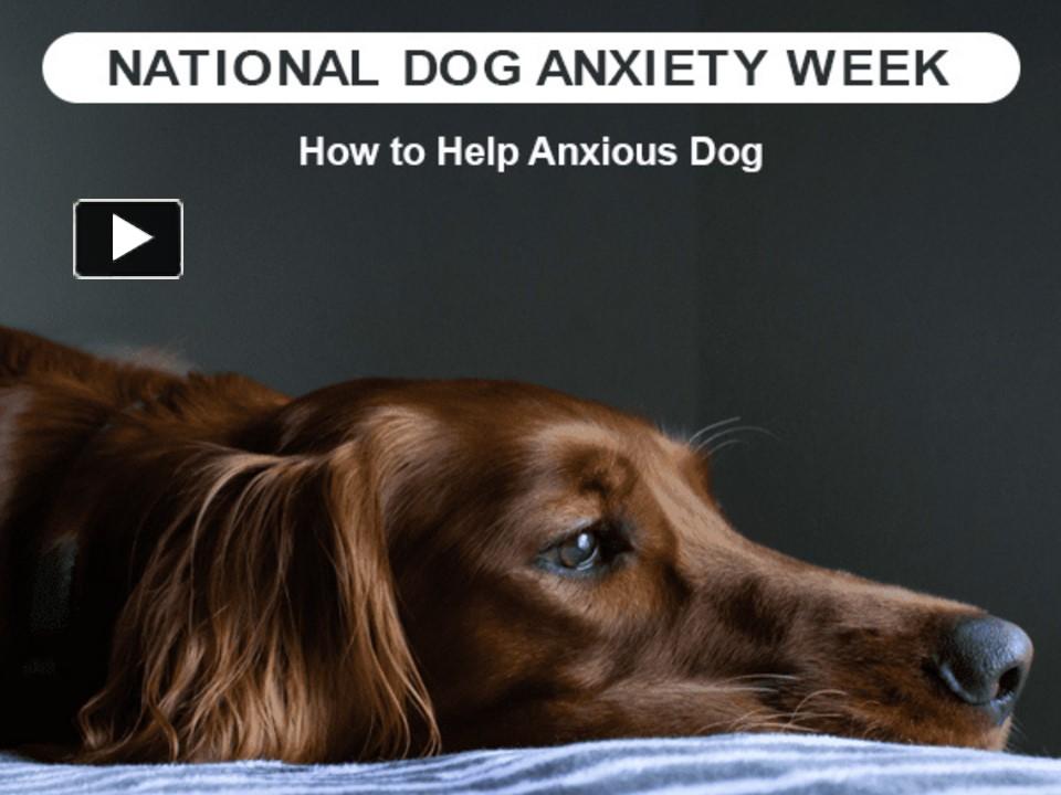 PPT How to Help Anxious Dogs PowerPoint presentation free to download id 96cb47ZGY0Y