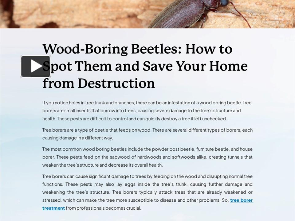 PPT WoodBoring Beetles How to Spot Them and Save Your Home from