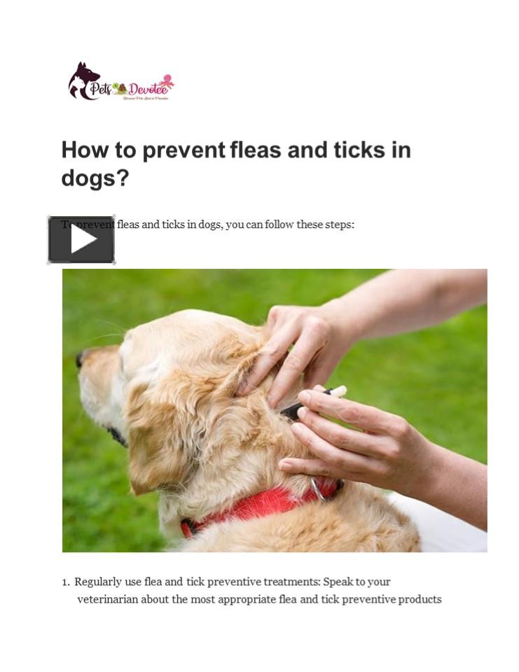 PPT How to prevent fleas and ticks in dogs? PowerPoint presentation