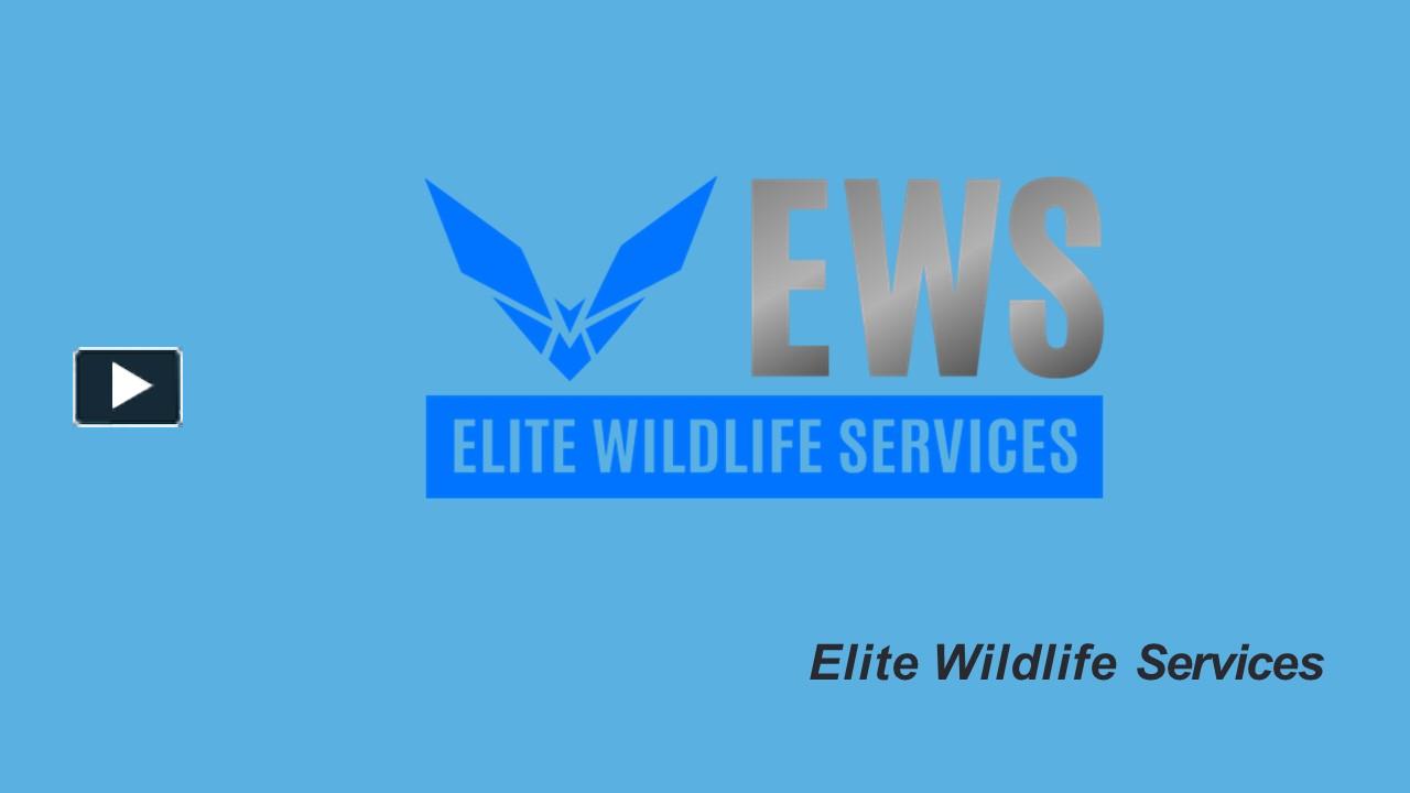 PPT – Raccoon Removal Houston - Elite Wildlife Services PowerPoint