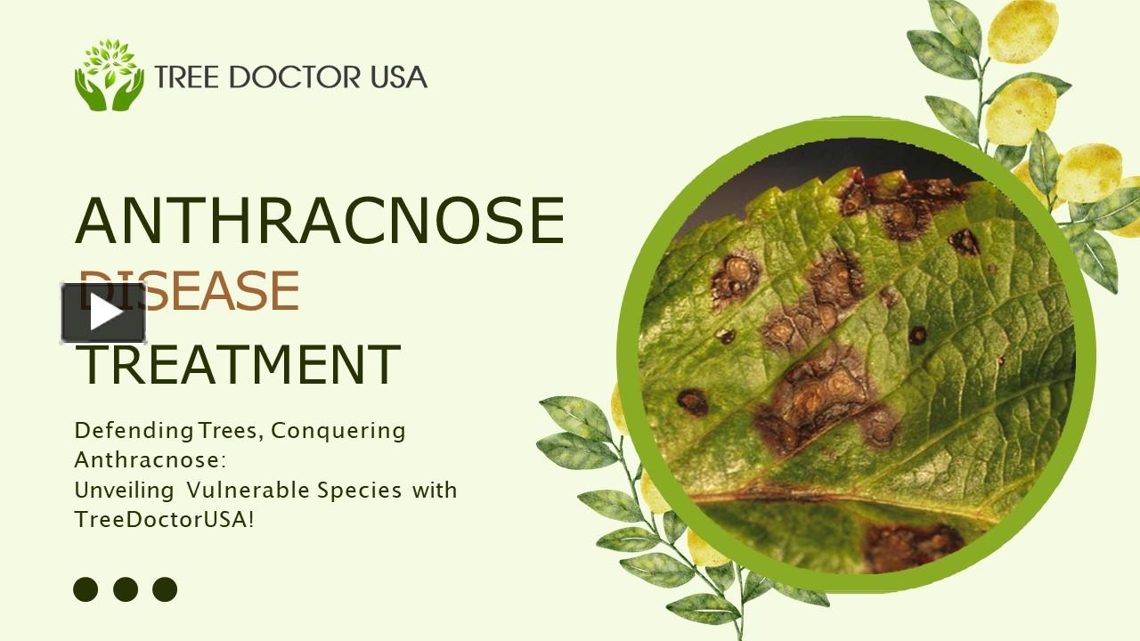 PPT Defending Trees, Conquering Anthracnose Unveiling Vulnerable
