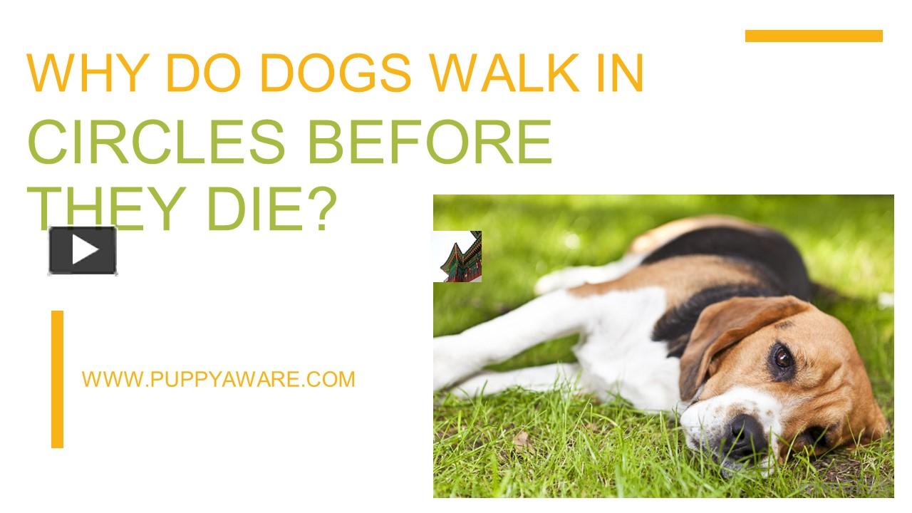 PPT Why Do Dogs Walk In Circles Before They Die? PowerPoint presentation free to download