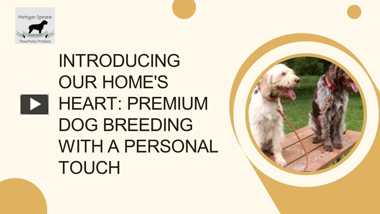 PPT – Trusted Italian Spinone Breeders: Find Your Perfect Furry