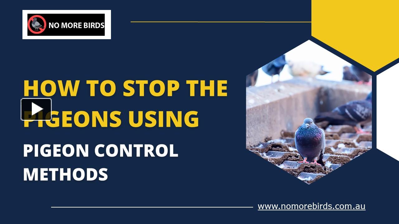 PPT How to Stop the Pigeons using Pigeon Control Methods PowerPoint