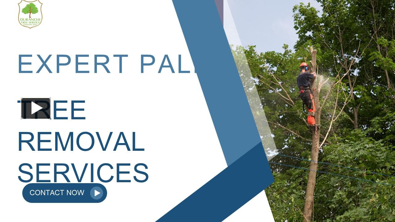 PPT Best Palm Tree Removal Service Las Vegas PowerPoint presentation