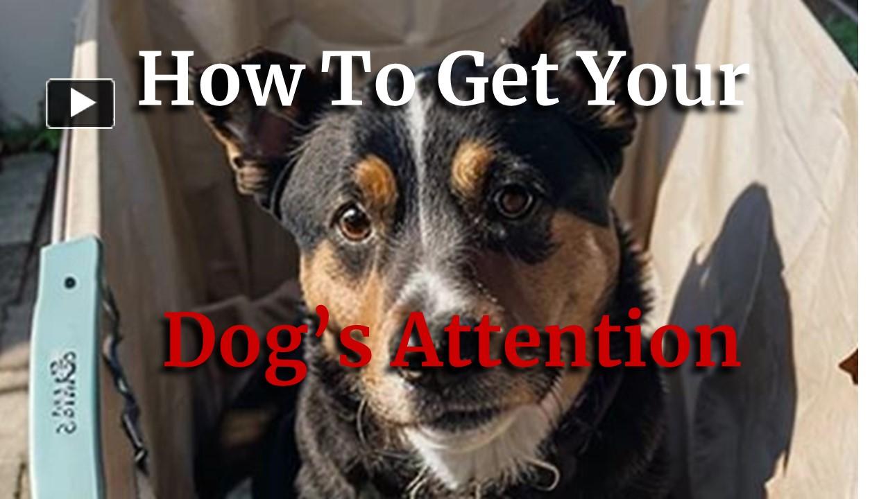 PPT How To Get Your Dog's Attention PowerPoint presentation free to