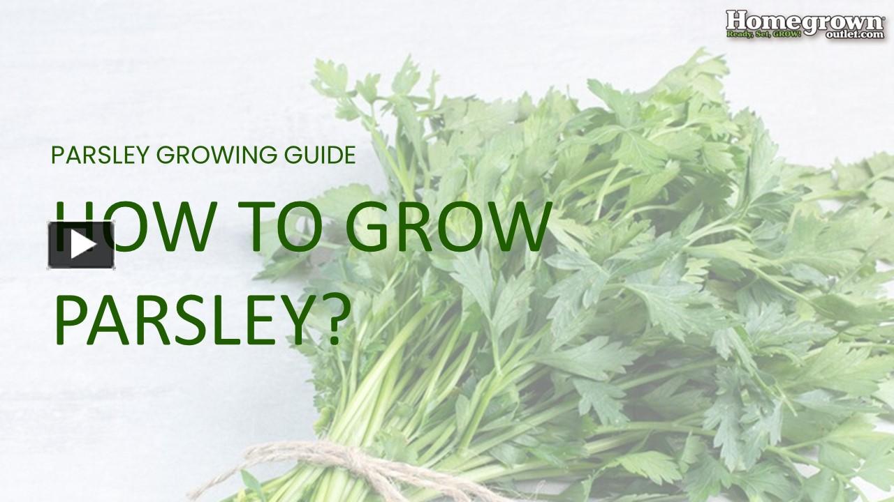 PPT How to Grow Parsley? PowerPoint presentation free to download