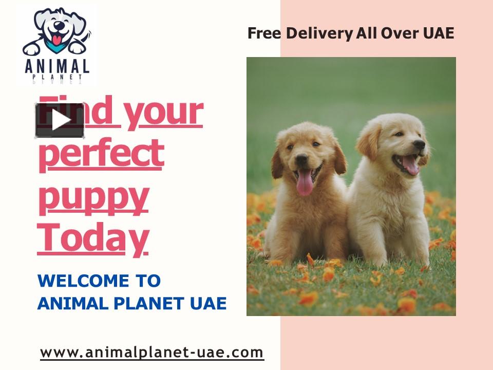 PPT Pet Shop In Ajman Animal UAE PowerPoint presentation