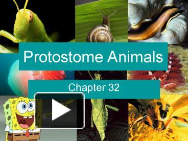 what is the function of the body cavity in protostome animals