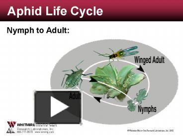 Aphid Life Cycle presentation | free to view