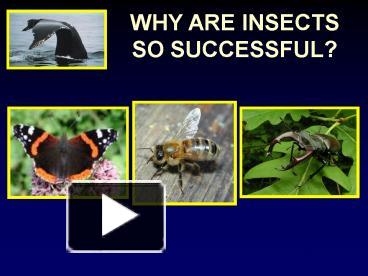 PPT – WHY ARE INSECTS SO SUCCESSFUL PowerPoint presentation | free to ...