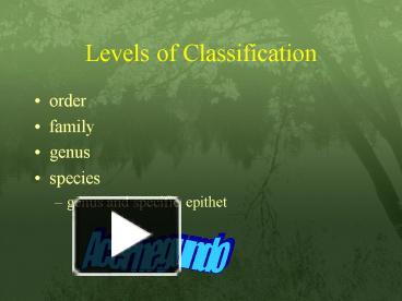 PPT – Levels of Classification PowerPoint presentation | free to view ...