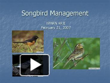PPT – Songbird Management PowerPoint presentation | free to view - id ...