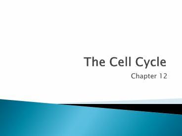 PPT – The Cell Cycle PowerPoint presentation | free to download - id ...