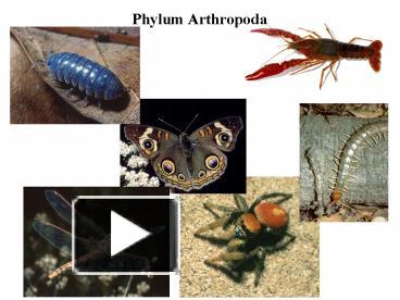 PPT – Phylum Arthropoda PowerPoint presentation | free to download - id ...