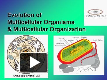 Evolution of Multicellular Organisms presentation | free to view