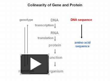 Colinearity of Gene and Protein presentation | free to download